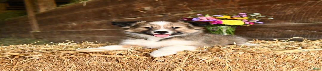 Renae