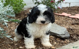 Cavapoo dogs for sale: Cade - Image 8