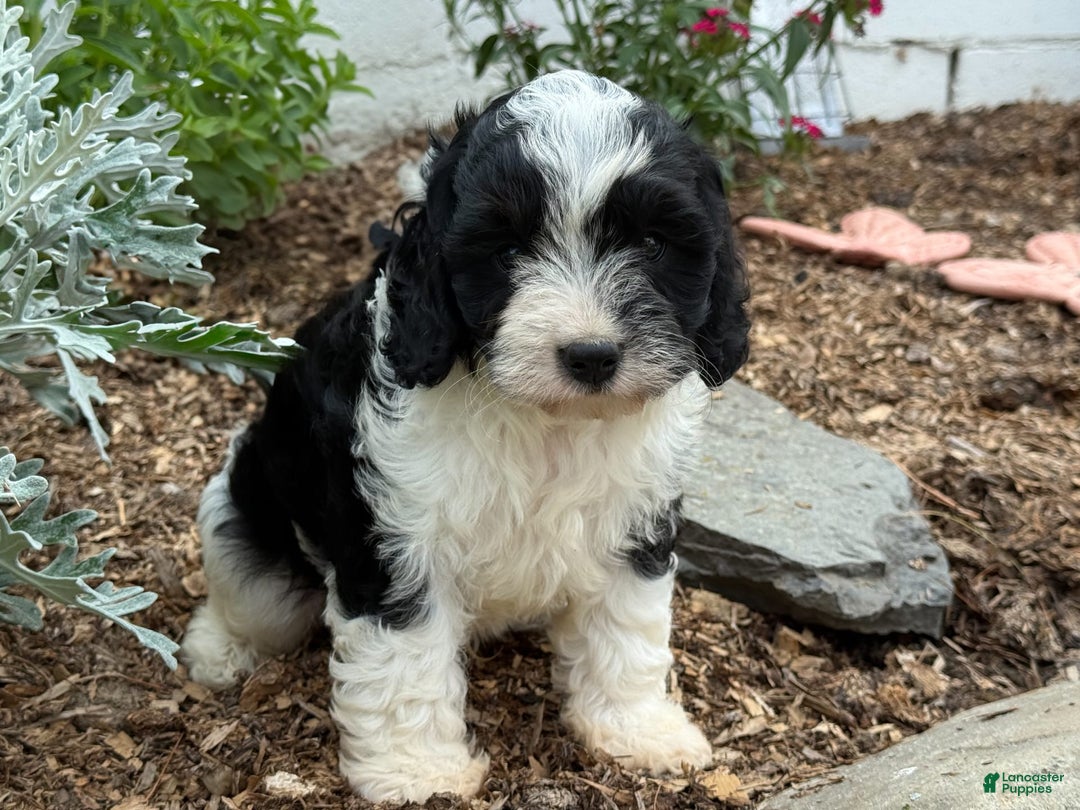 Cavapoo dogs for sale: Cade - Image 8