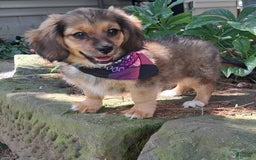 Miniature Dachshund dogs for sale: Millie - Image 1