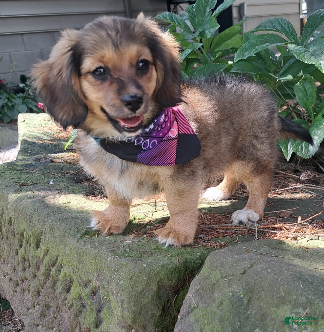 Miniature Dachshund dogs for sale: Millie - Image 1