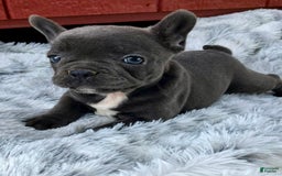 French Bulldog dogs for sale: Lexie - Image 1