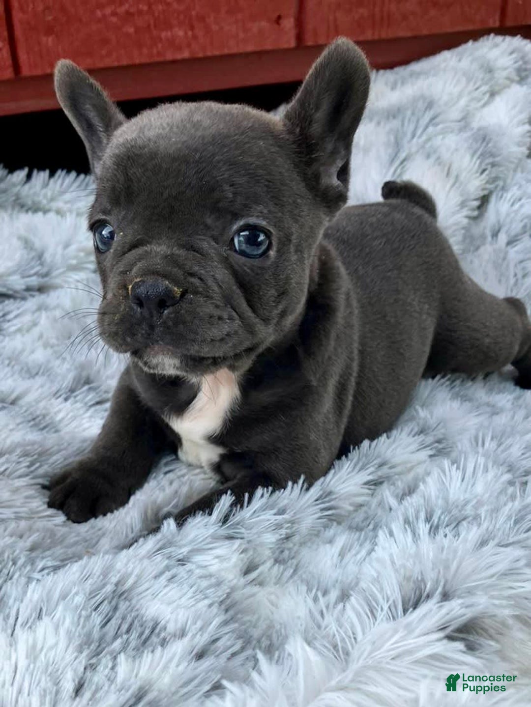 French Bulldog dogs for sale: Lexie - Image 1
