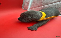 Cane Corso dogs for sale: ICCF Polly - Image 2