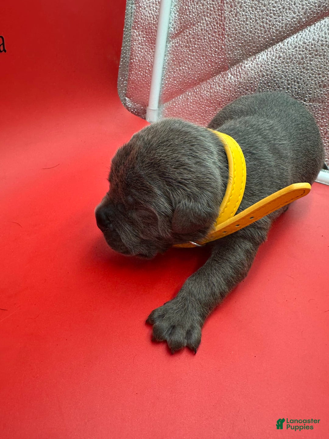 Cane Corso dogs for sale: ICCF Polly - Image 2