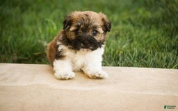 Havanese dogs for sale: Nutmeg - Image 6