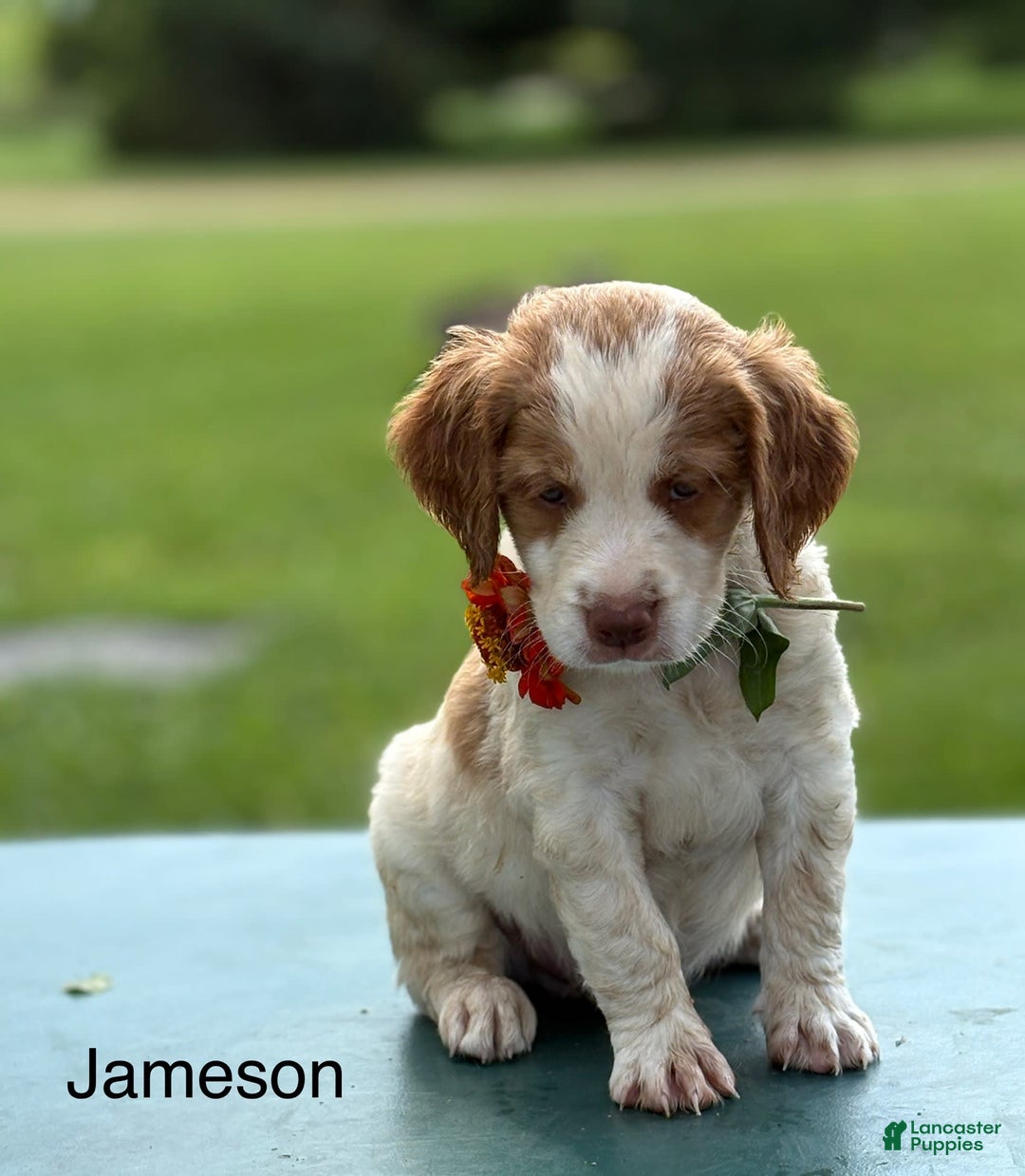 Brittany Spaniel dogs for sale: Jameson - Image 1