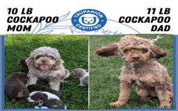 Cockapoo dogs for sale: Heaven - Image 6