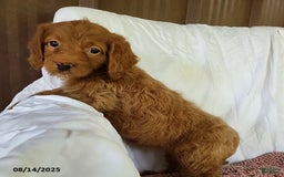 Mini Goldendoodle dogs for sale: Darla - Image 1