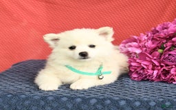American Eskimo dogs for sale: Muffin - Image 5