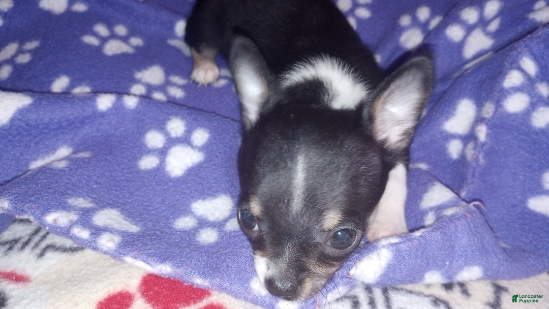 Chihuahua dogs for sale: Joey - Image 2