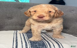 Goldendoodle dogs for sale: Archie - Image 3