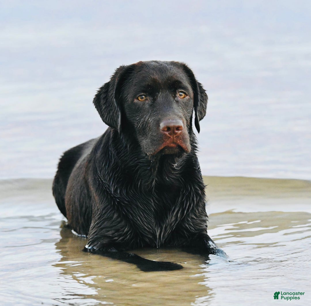 Labrador Retriever dogs for sale: Labrador Retriever 3 puppies - Image 18