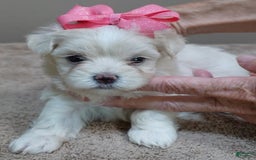 Maltese dogs for sale: Tinker - Image 9