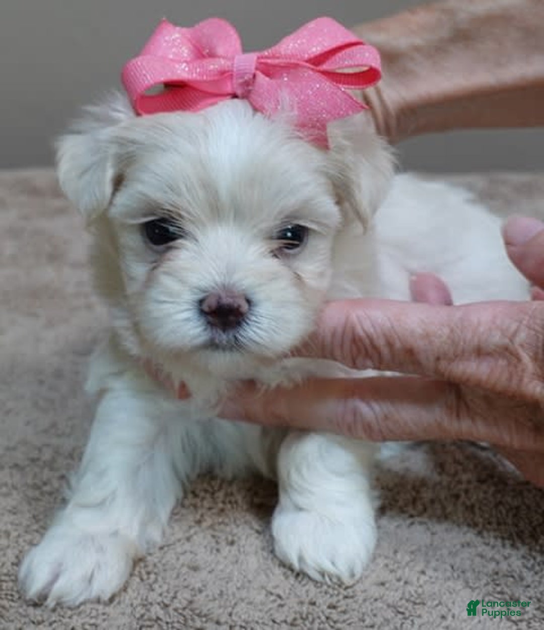 Maltese dogs for sale: Tinker - Image 9