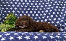 Cockapoo dogs for sale: Maverick - Image 2