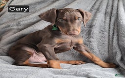 Doberman Pinscher dogs for sale: Gary - Image 3