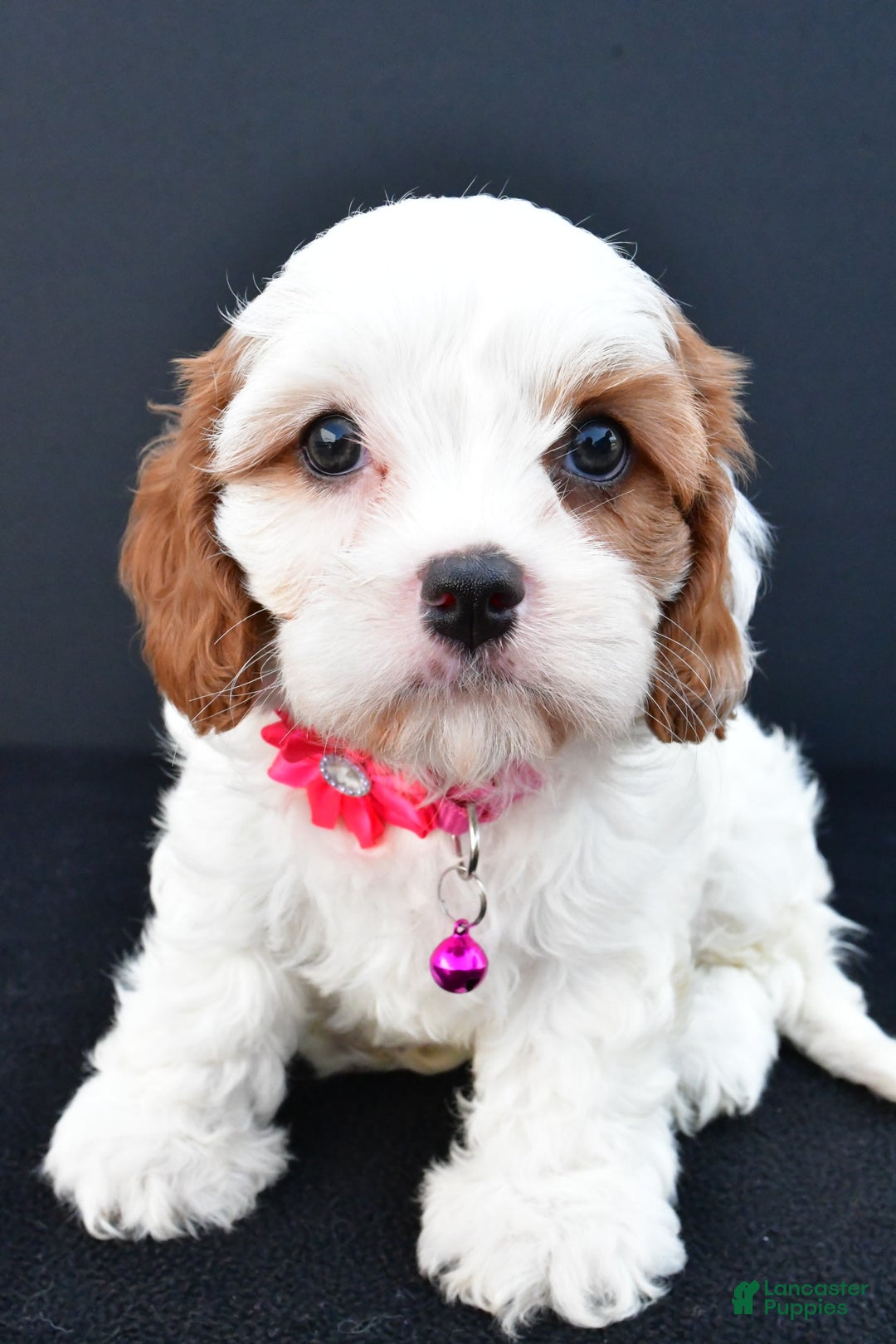 Cavapoo dogs for sale: Abby - Image 4