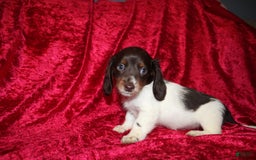 Miniature Dachshund dogs for sale: Chloe Mini - Image 6