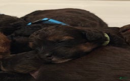 Bernedoodle dogs for sale: Green Collar Girl - Image 9