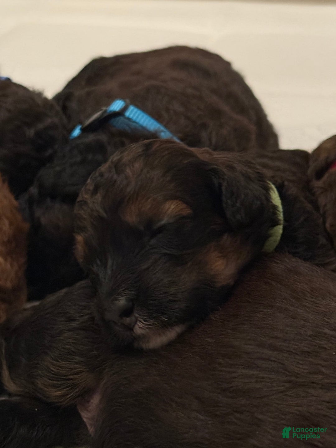 Bernedoodle dogs for sale: Green Collar Girl - Image 9