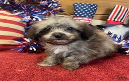 Maltipoo dogs for sale: Frosty - Image 5