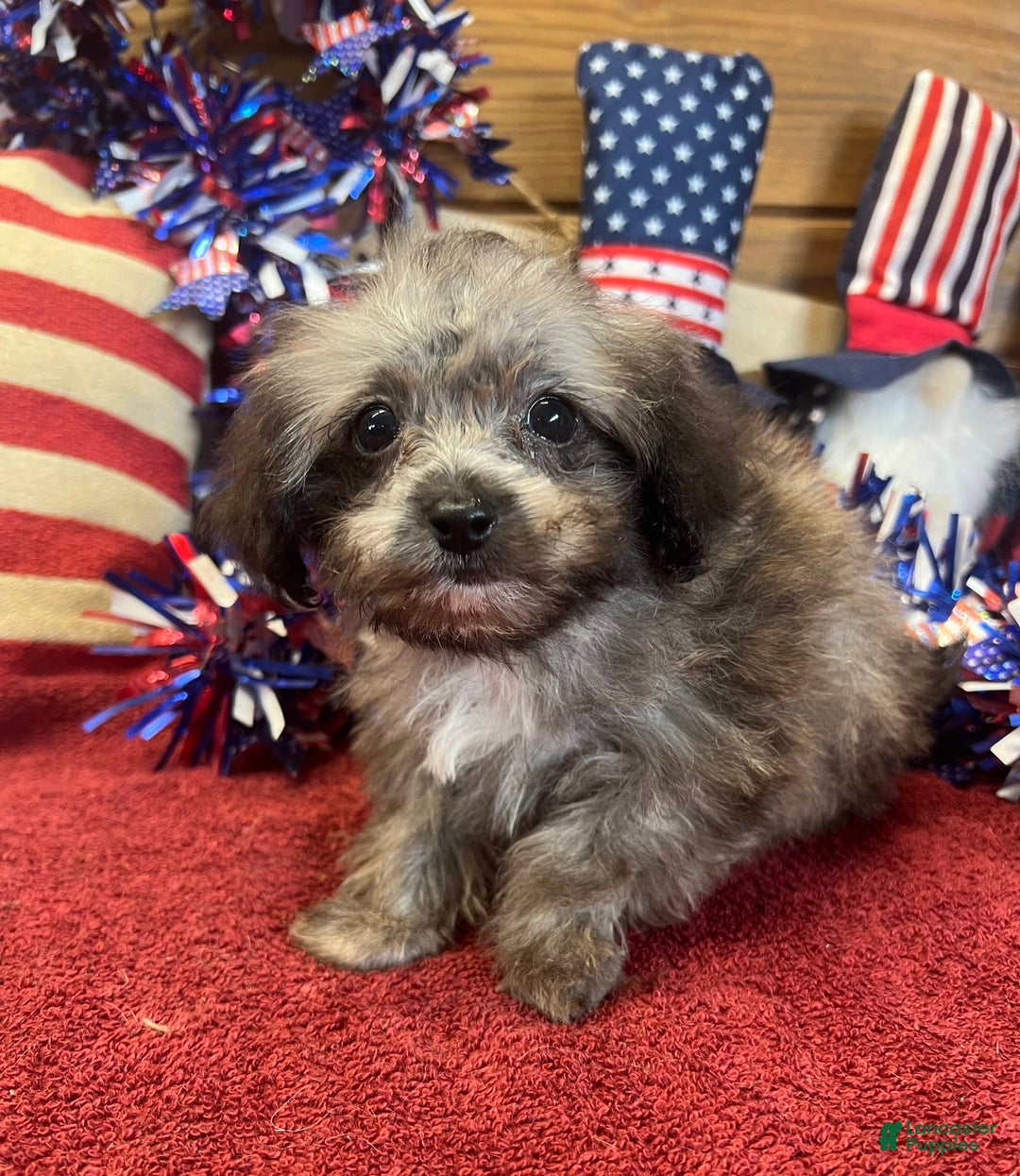 Maltipoo dogs for sale: Frosty - Image 5