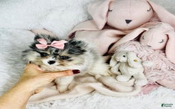 Pomeranian dogs for sale: Prisha - Image 3