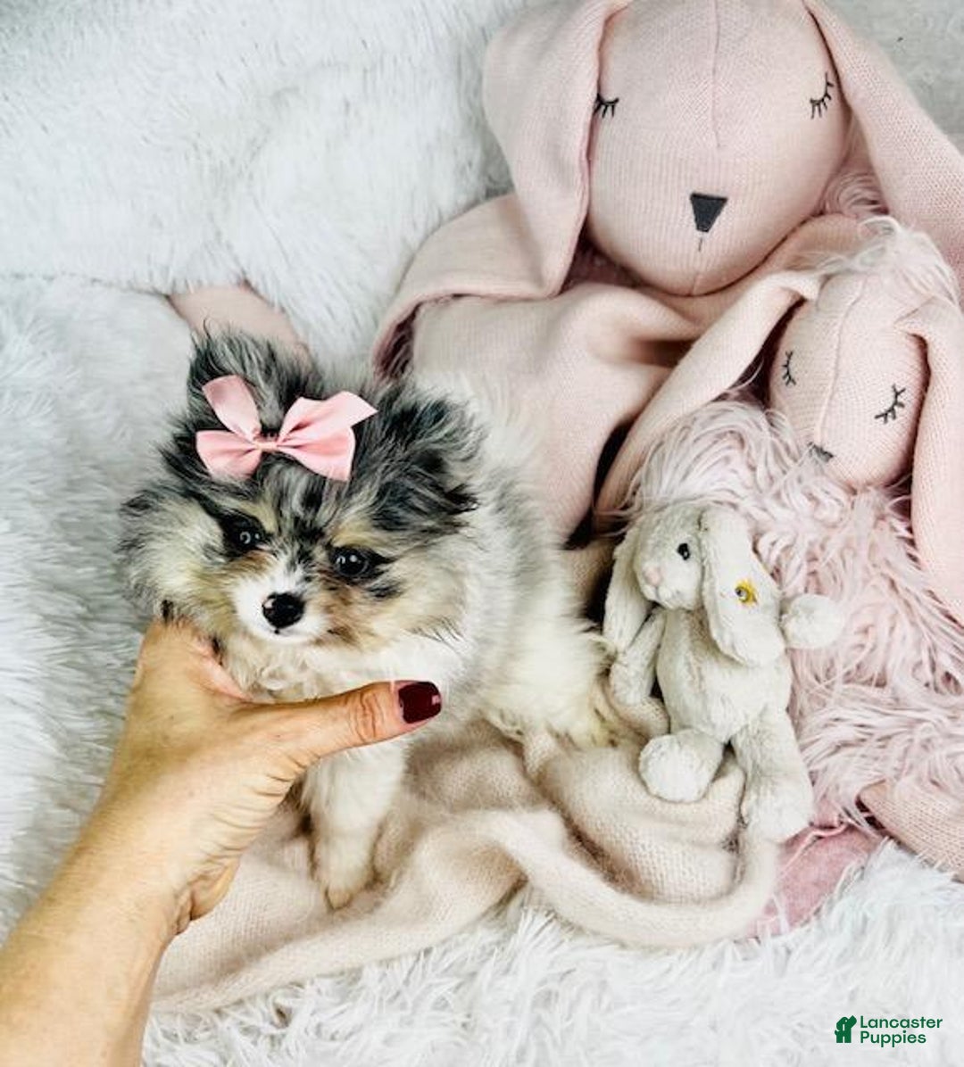 Pomeranian dogs for sale: Prisha - Image 3