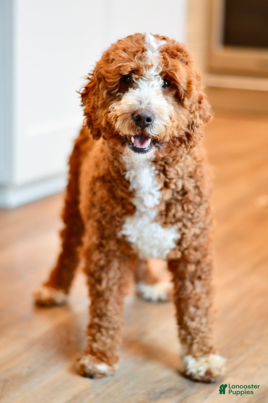 Goldendoodle dogs for sale: Canyon - Image 5