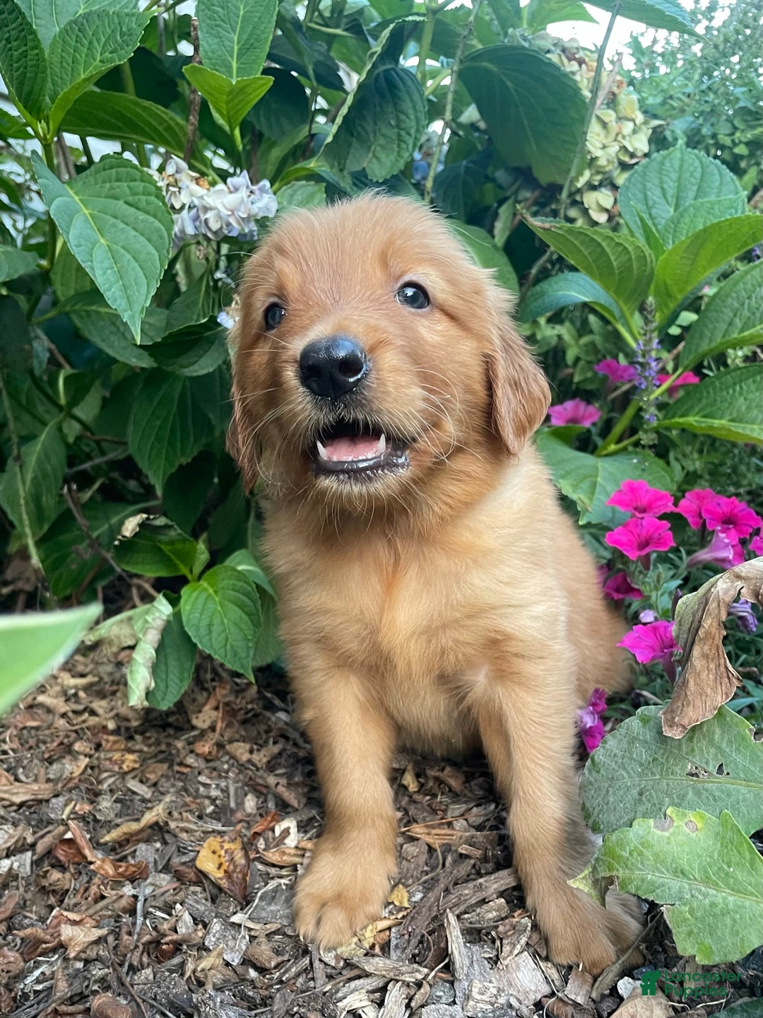 Golden Retriever dogs for sale: Sonic - Image 4