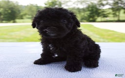 Miniature Poodle dogs for sale: Axel - Image 9