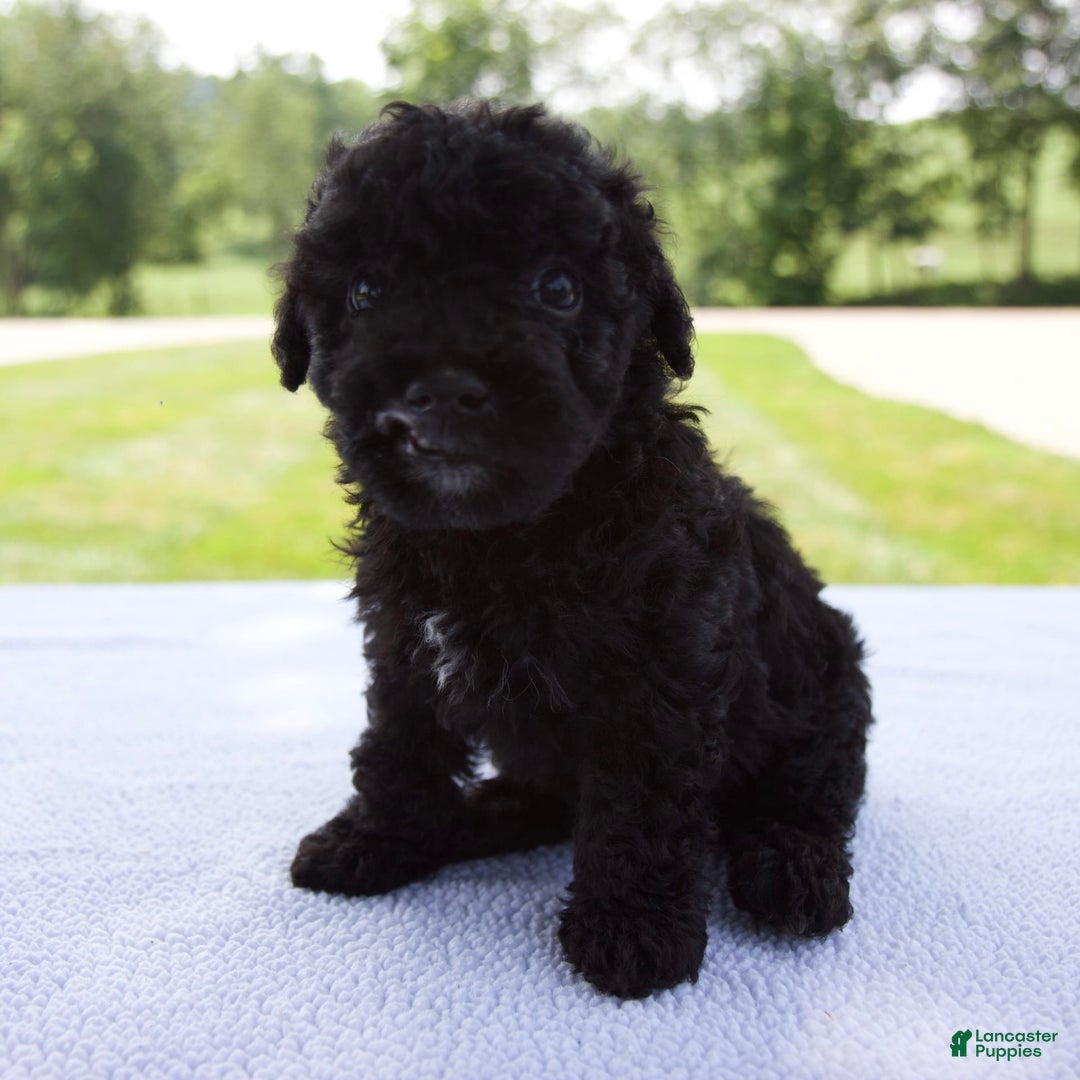 Miniature Poodle dogs for sale: Axel - Image 9