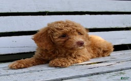 Miniature Poodle dogs for sale: Ron - Image 6