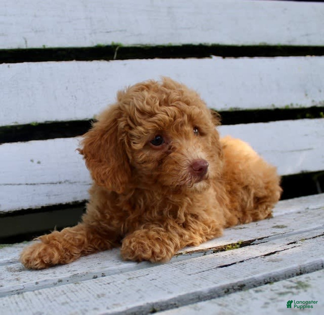 Miniature Poodle dogs for sale: Ron - Image 6