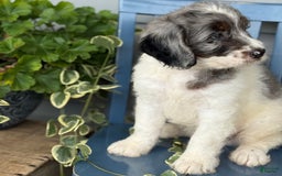 Mini Bernedoodle dogs for sale: Kaiser - Image 3