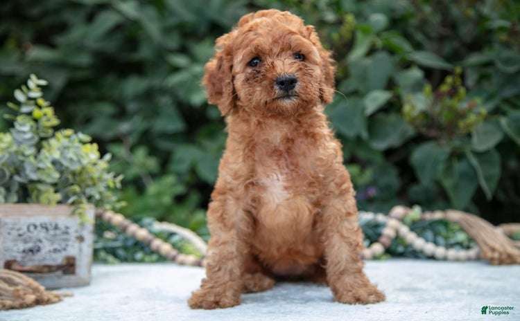 Mini Goldendoodle dogs for sale - Ad 3