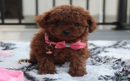 Toy Poodle dogs for sale: Honey - Image 5