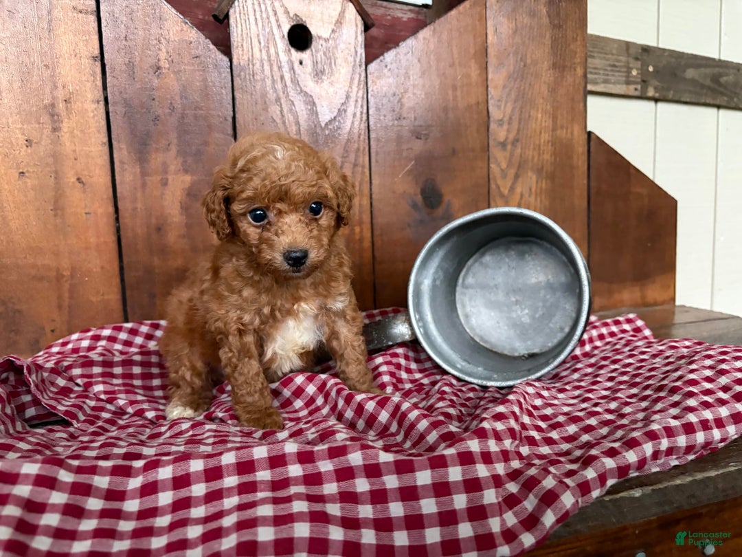 Toy Poodle dogs for sale: Benji - Image 2