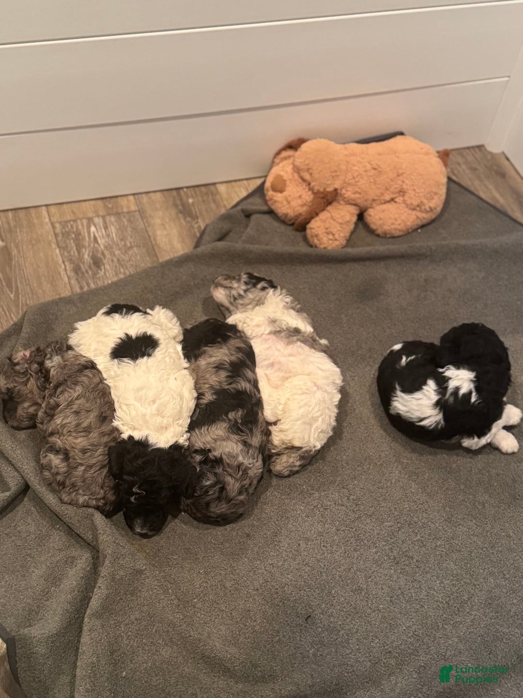 Standard Poodle dogs for sale: Freddie - Image 5