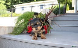 Yorkshire Terrier dogs for sale: Tiny Tim - Image 2