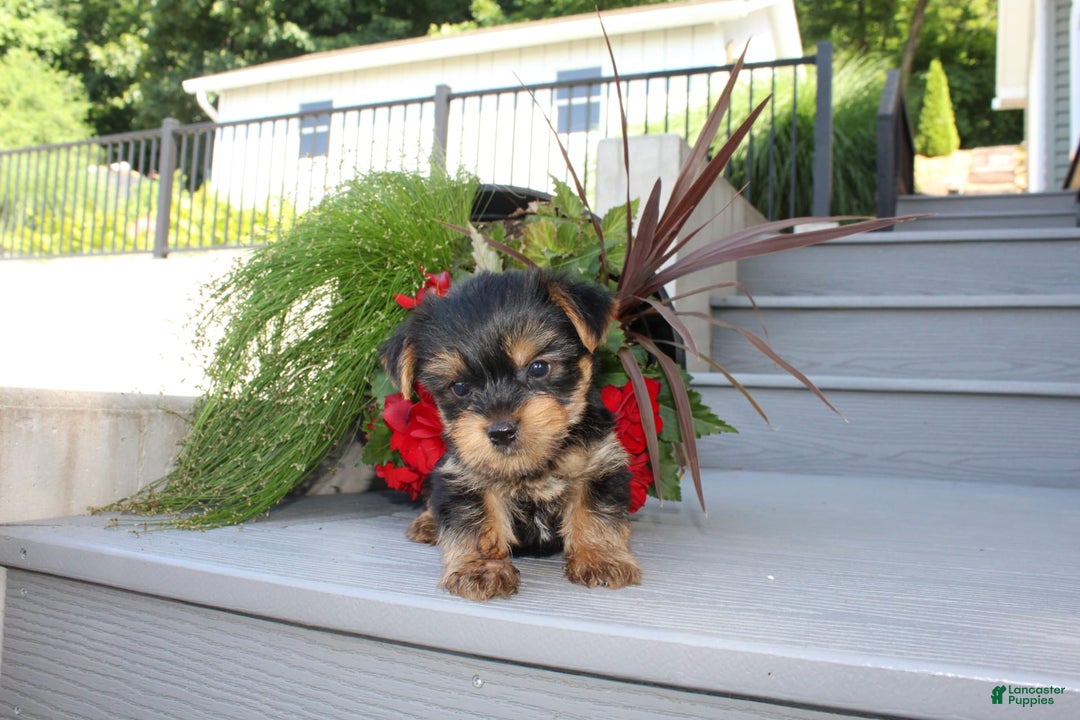 Yorkshire Terrier dogs for sale: Tiny Tim - Image 2