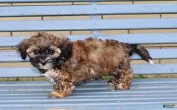 Shihpoo dogs for sale: Lily - Image 4
