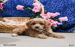 Cavapoo dogs for sale: Brownie - Image 2