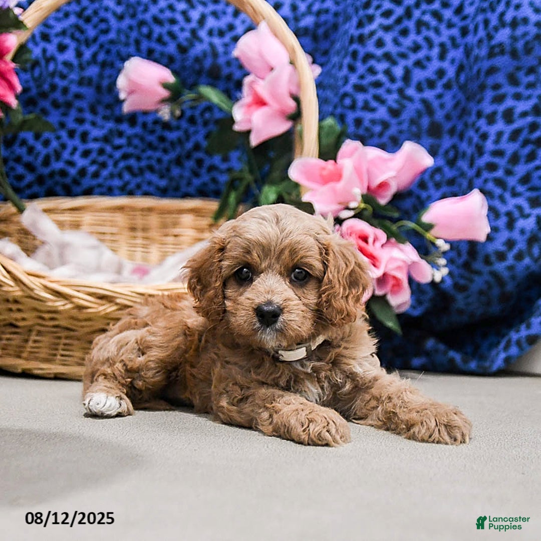 Cavapoo dogs for sale: Brownie - Image 2