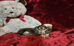 Miniature Dachshund dogs for sale: KISSES - Image 2