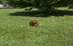 Cockapoo dogs for sale: Cupcake - Image 6