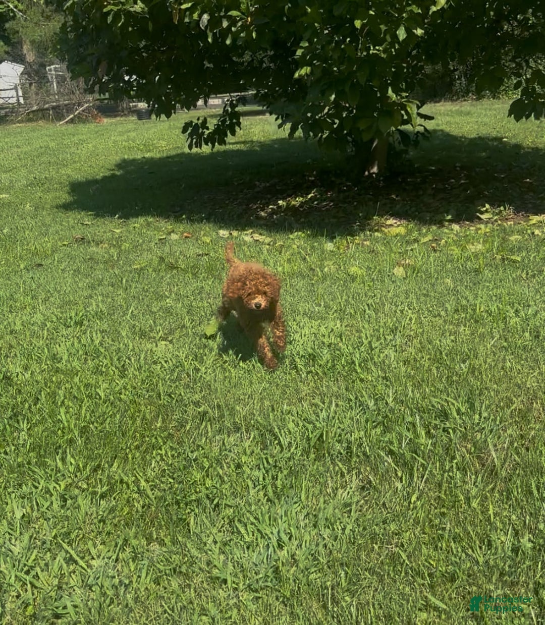 Cockapoo dogs for sale: Cupcake - Image 6