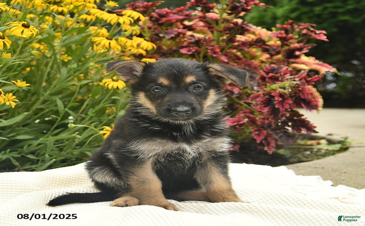 German Shepherd dogs for sale - Ad 2