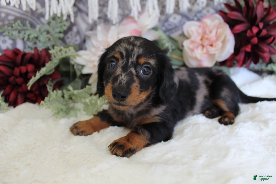 Miniature Dachshund dogs for sale: Gavin - Image 7